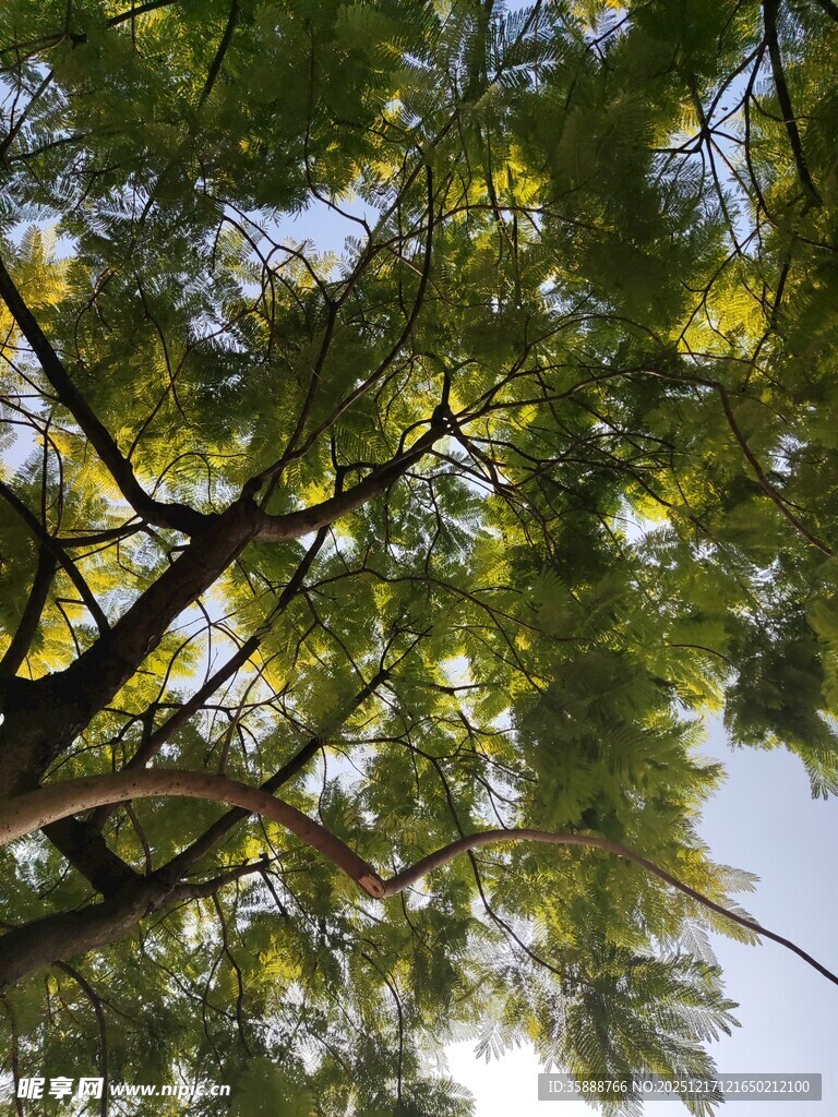 透过枝叶看天空