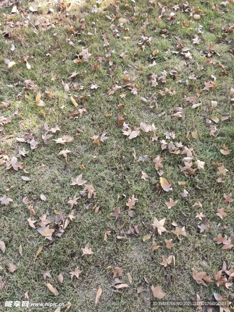 秋日草地落叶景象