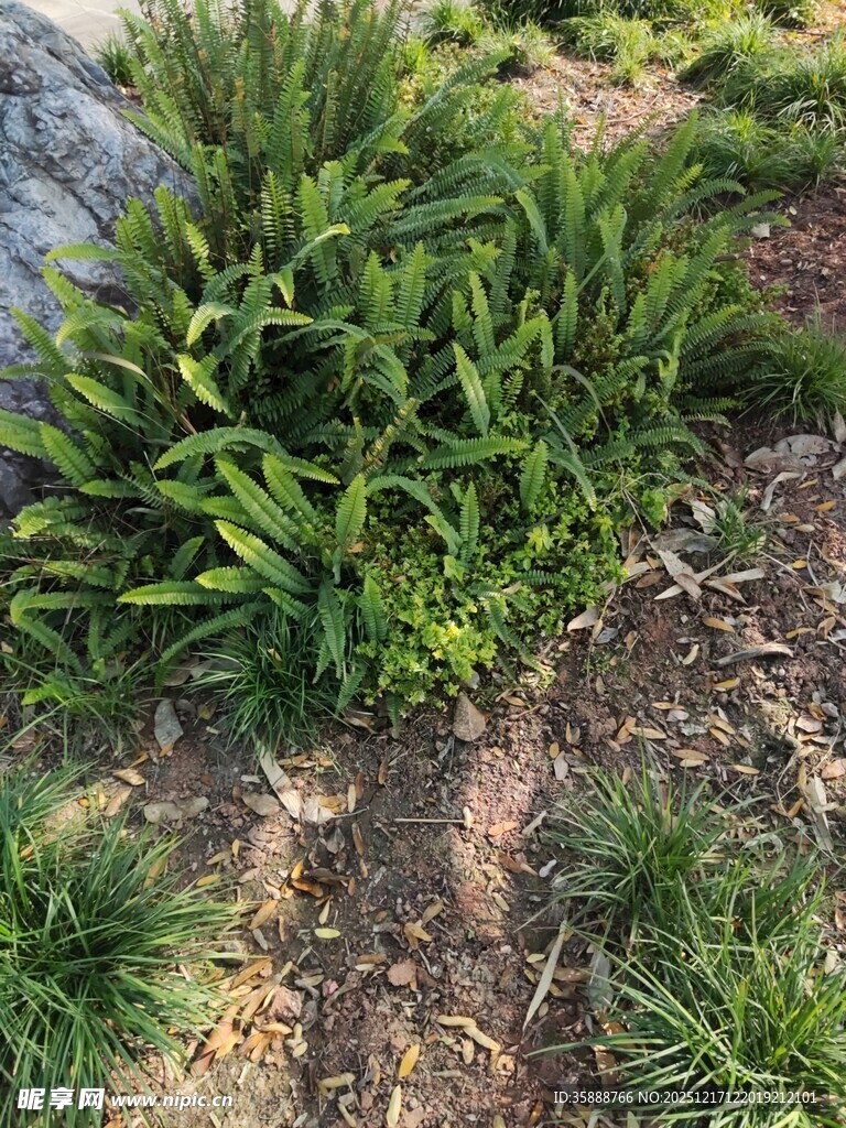 地面丛生的绿色植物