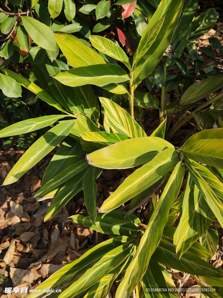 翠绿叶片的生机植物