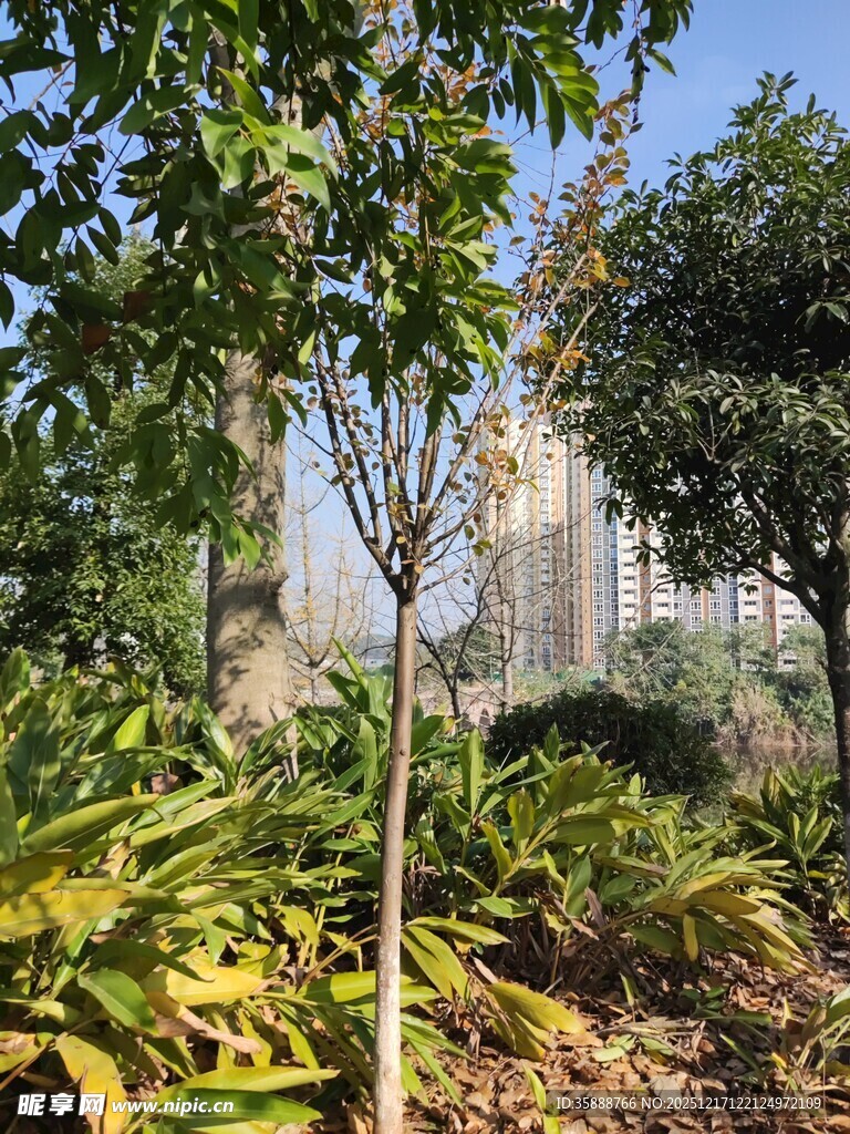 城市中的绿植景观