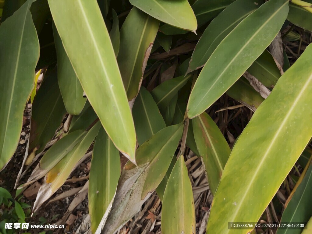 翠绿修长叶片特写