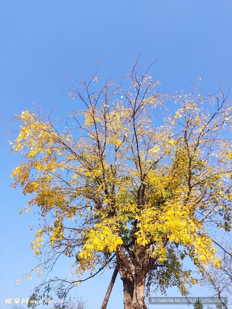 蓝天映衬下的金黄树木