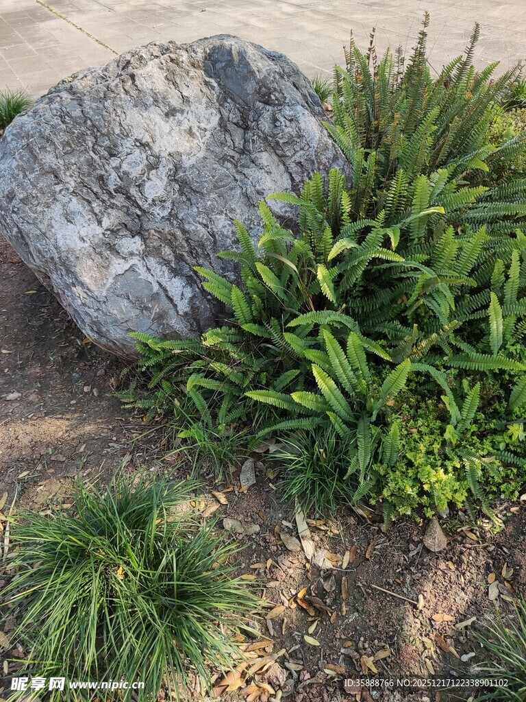 岩石旁的绿植景观