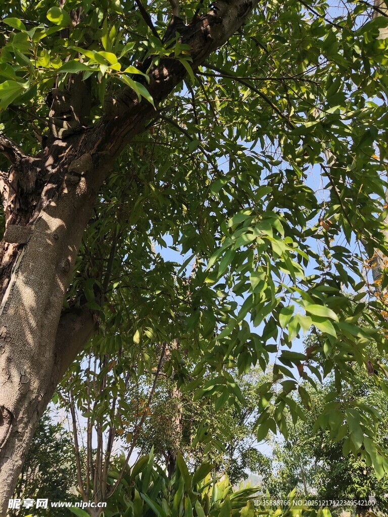 繁茂绿树阳光洒落林间