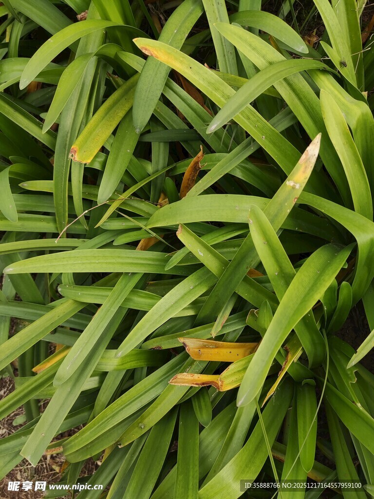 翠绿繁茂的长条状植物叶片