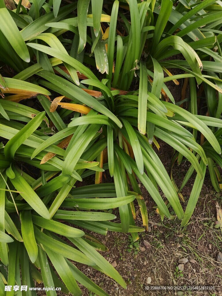 翠绿细长叶片的丛生植物
