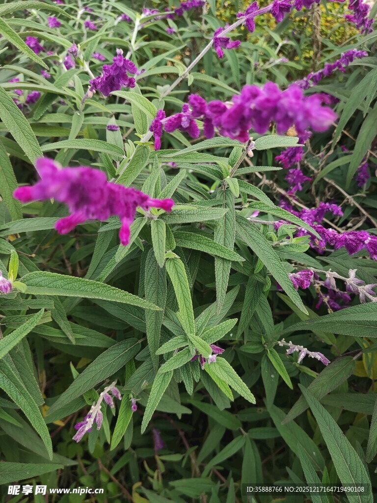 紫色花卉与绿叶植物景观