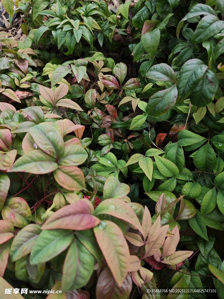 多彩叶片的植物景观