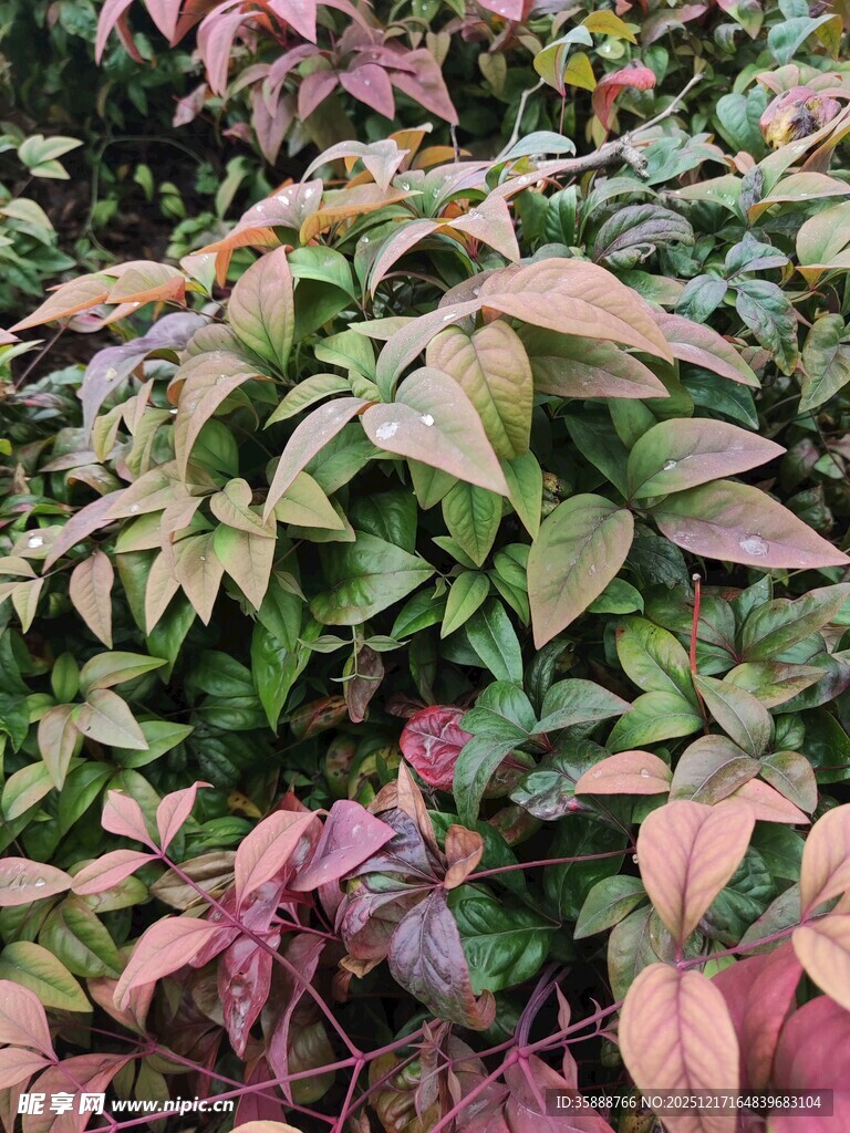 多彩斑斓的变色观叶植物