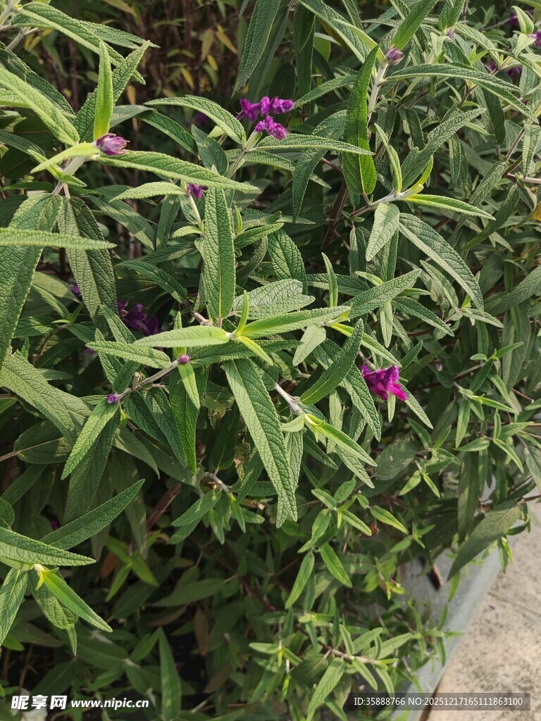 绿叶间的紫色小花