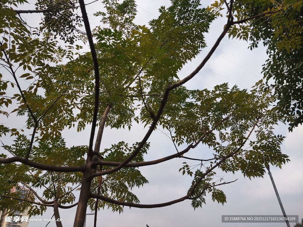 仰视视角下的繁茂绿树