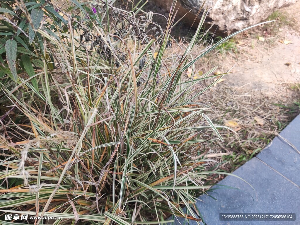 路边枯黄杂草景象