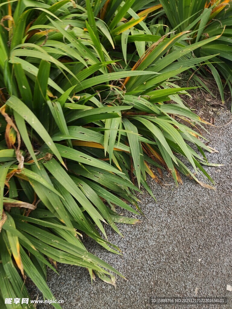 翠绿葱茏的丛生植物