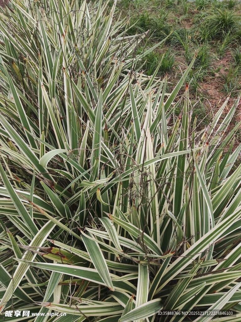 银边麦冬植物特写