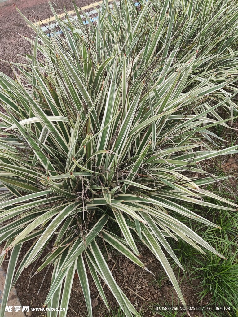 银边麦冬植物景观