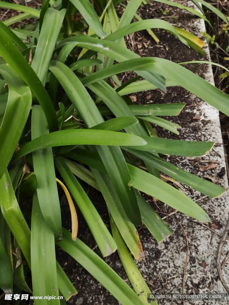 翠绿剑叶植物特写