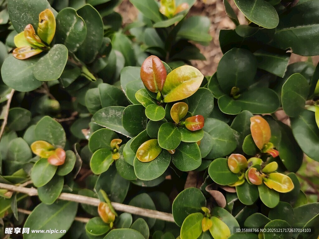 绿叶间的多彩植物