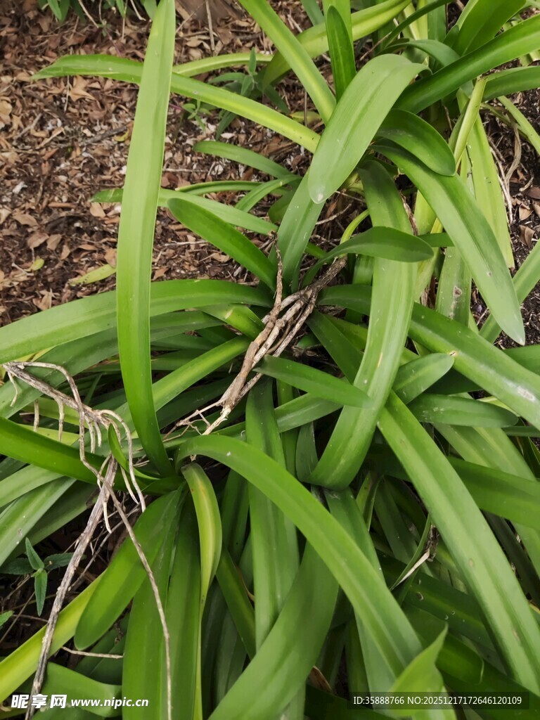 翠绿长条状叶片植物