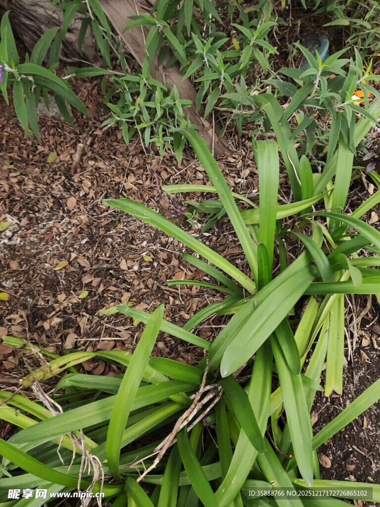 嫩绿草丛中的生机景象