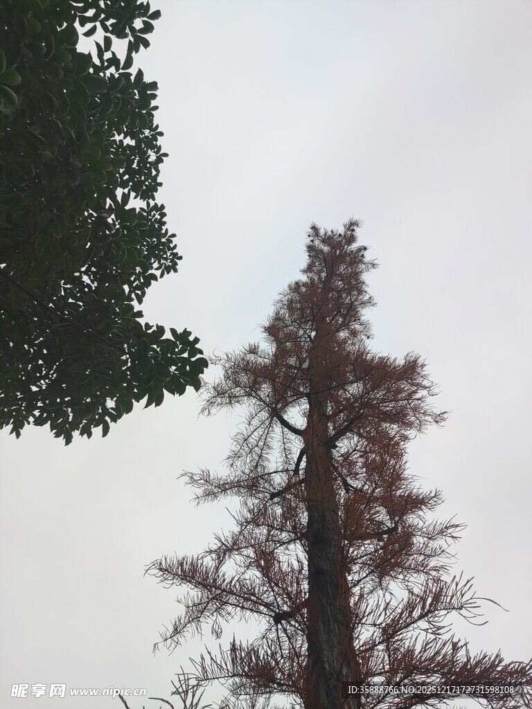 高耸枯树与旁侧绿树对比