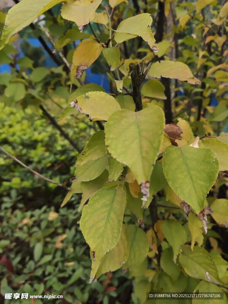 黄绿相间的枝叶特写