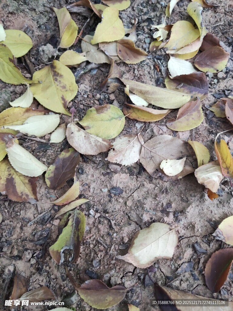 地面散落的枯黄树叶