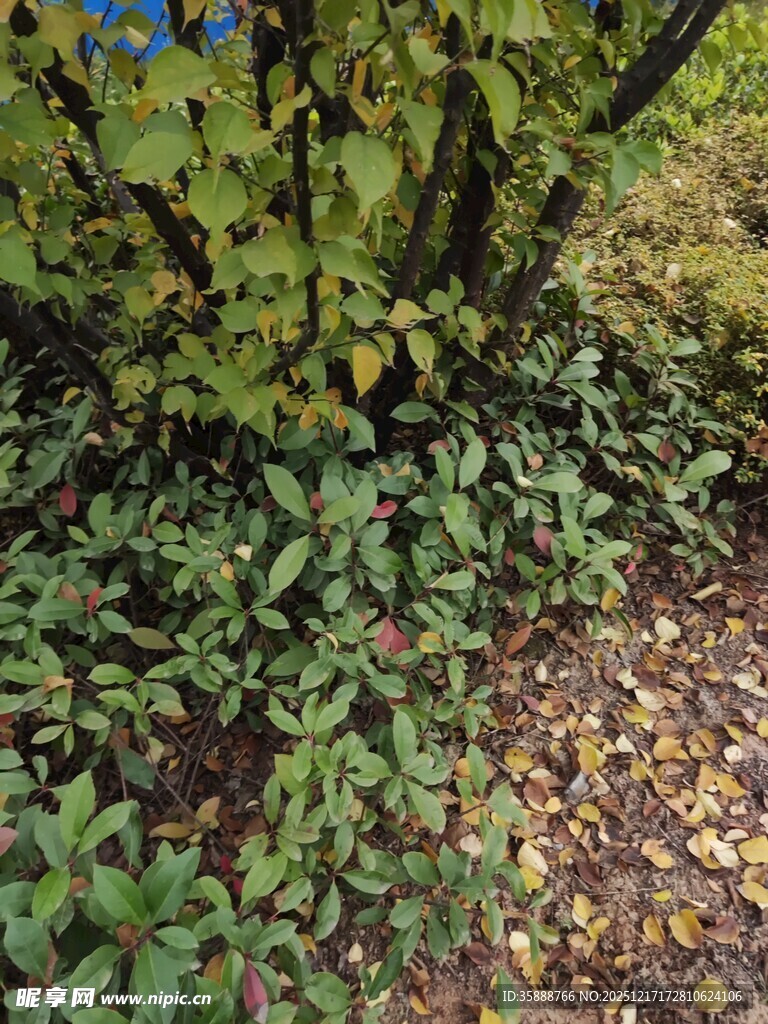 林间繁茂绿植与落叶景象