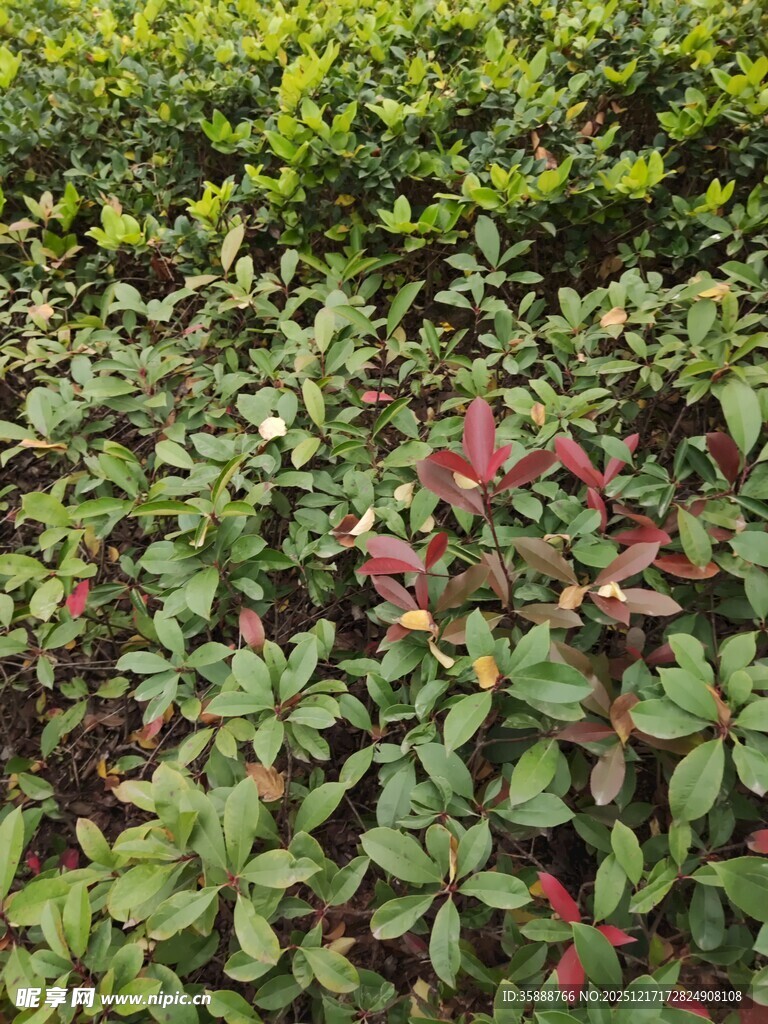 多彩植物群落景观