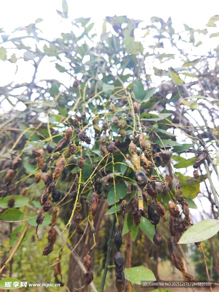 挂满果实的繁茂植物