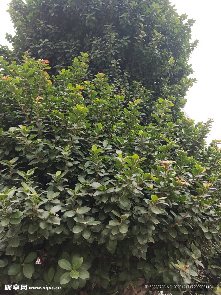 绿叶繁茂的灌木丛