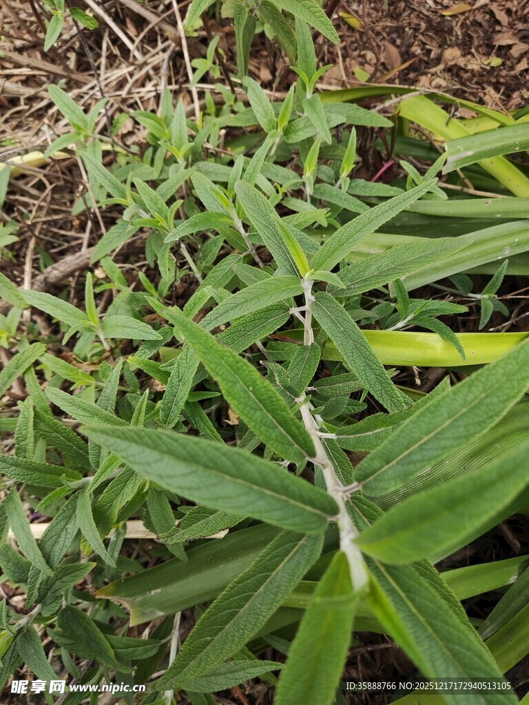 野外生长的绿色草本植物