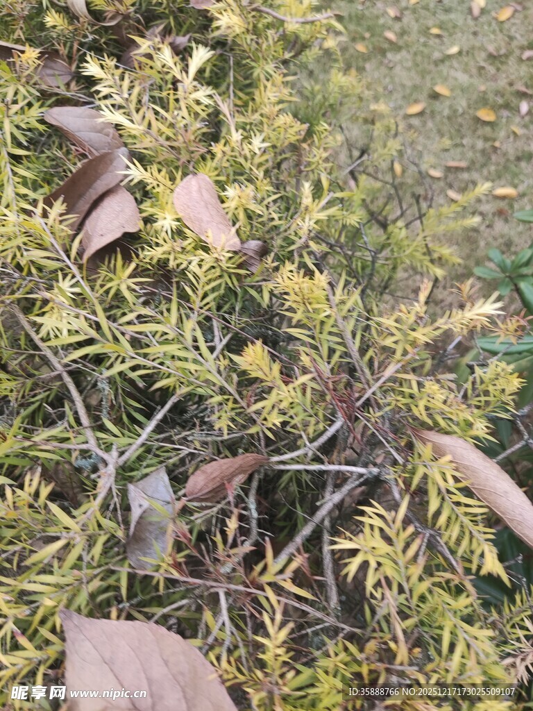 金黄枝叶的植物特写