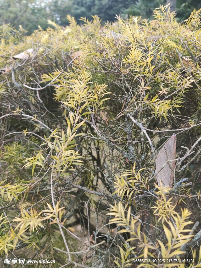 金黄枝叶的繁茂植物