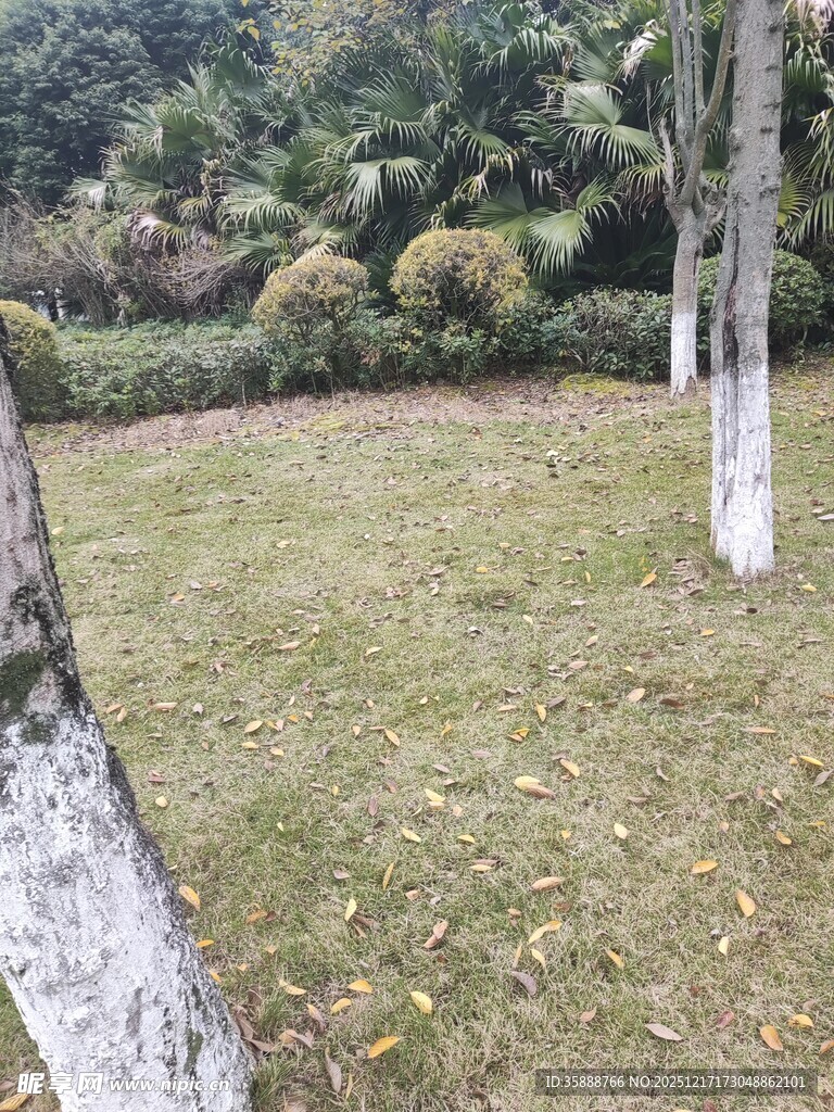 户外草地树木景观图