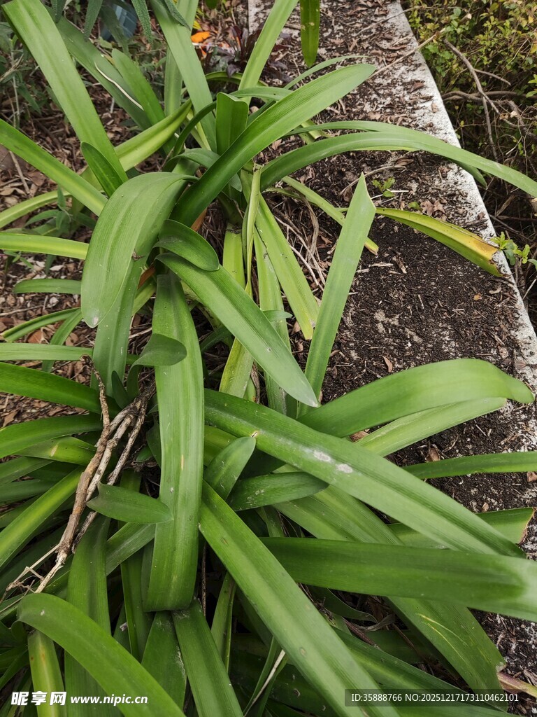 翠绿丛生的阔叶植物
