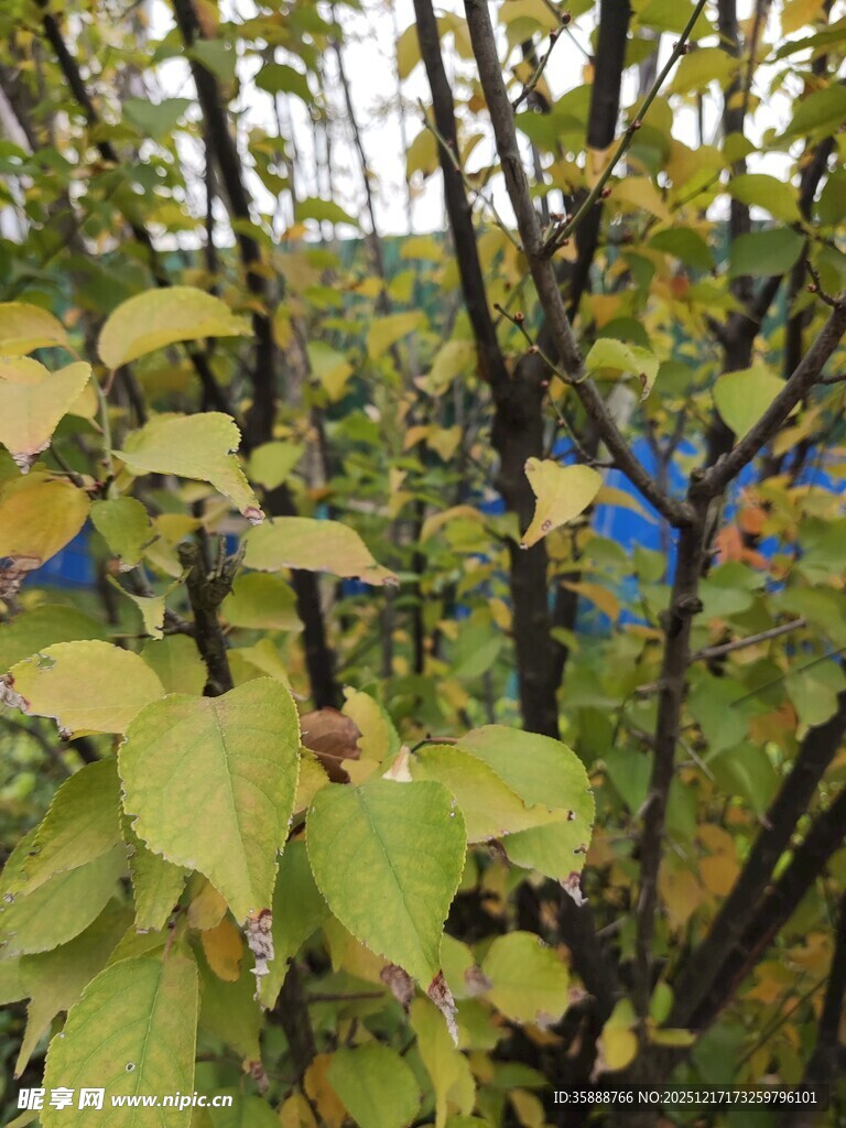 枝头绿叶间的秋日景致