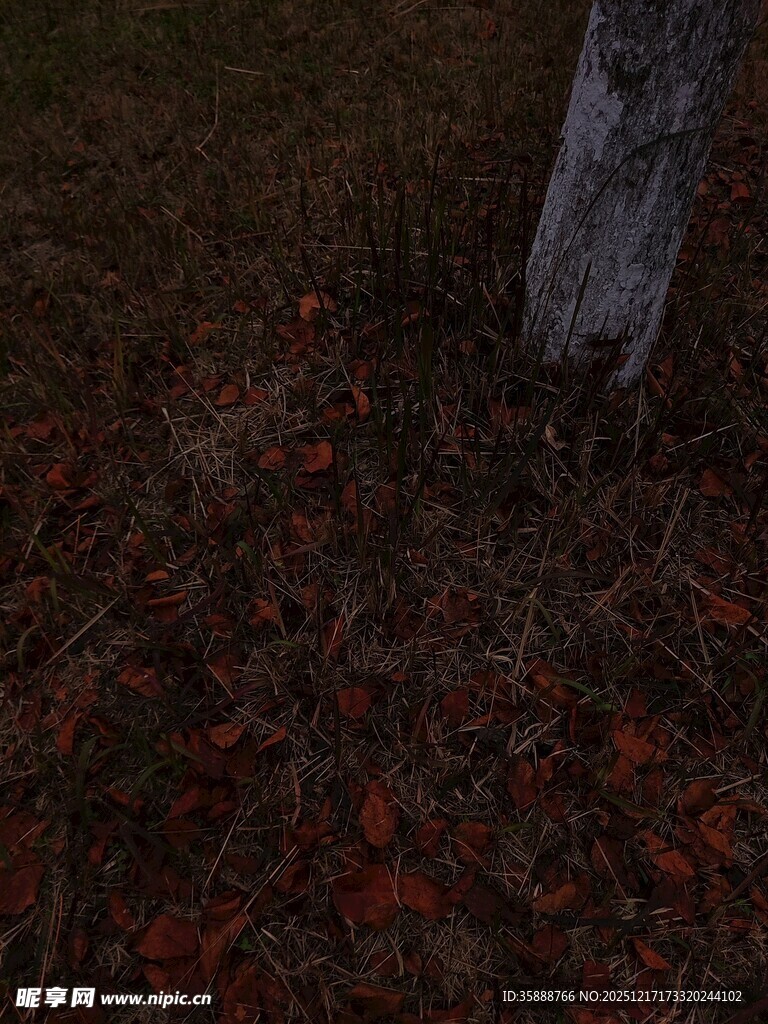 树下落叶景象