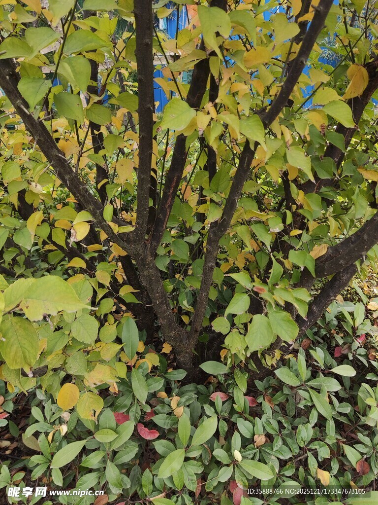 秋日繁茂植物景观