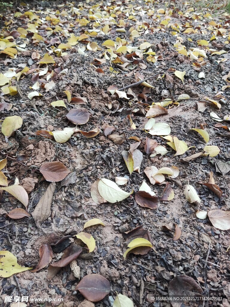 地面散落的多彩落叶