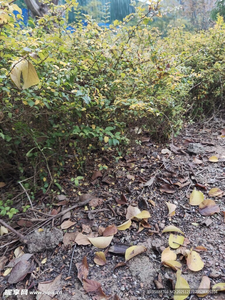 秋日林下落叶与绿植景象