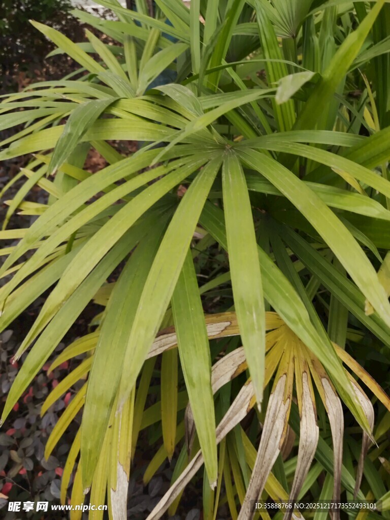 翠绿棕竹植物特写