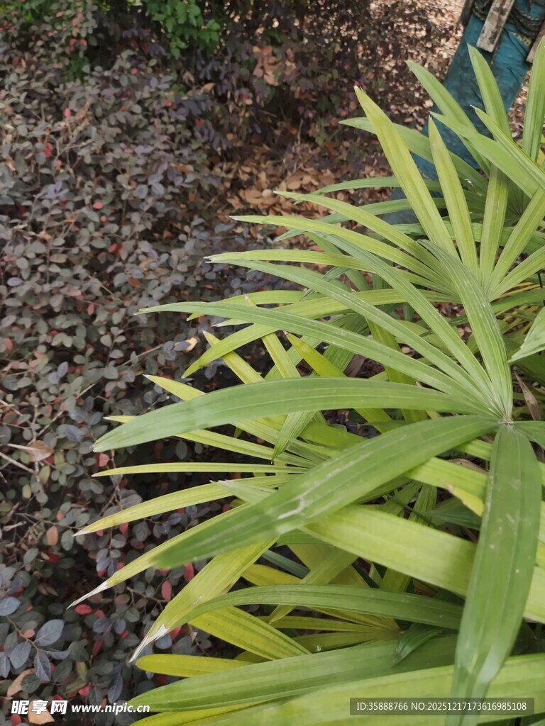 翠绿叶片与周边碎石景观