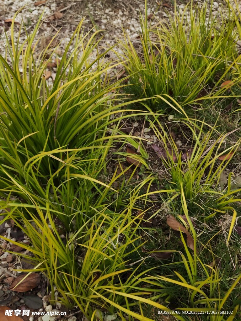 翠绿丛生的观赏草植物