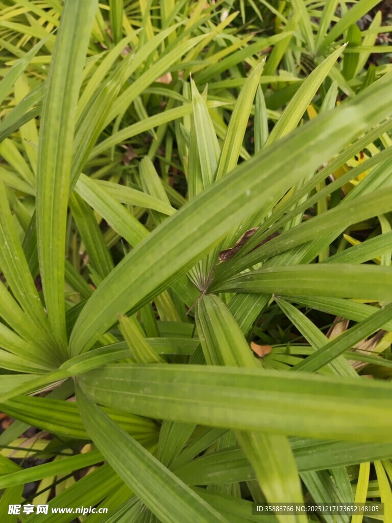 翠绿细长叶片的植物