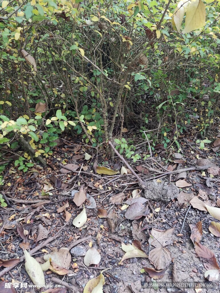 落叶覆盖的林间地面