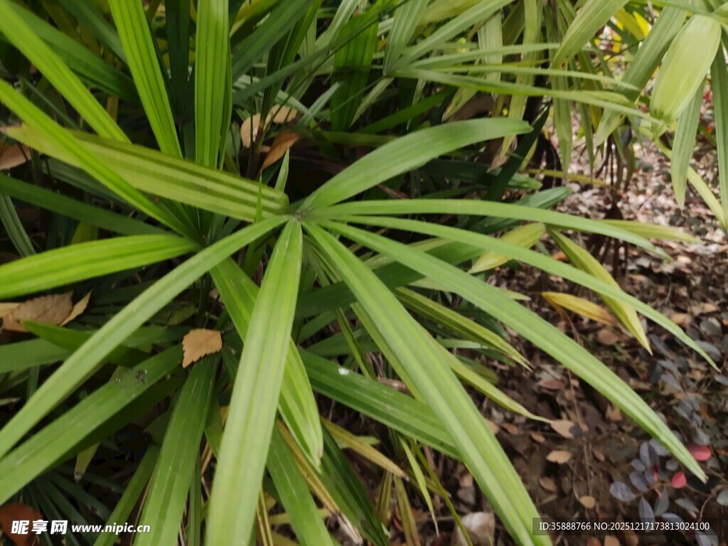 翠绿丛生的阔叶植物