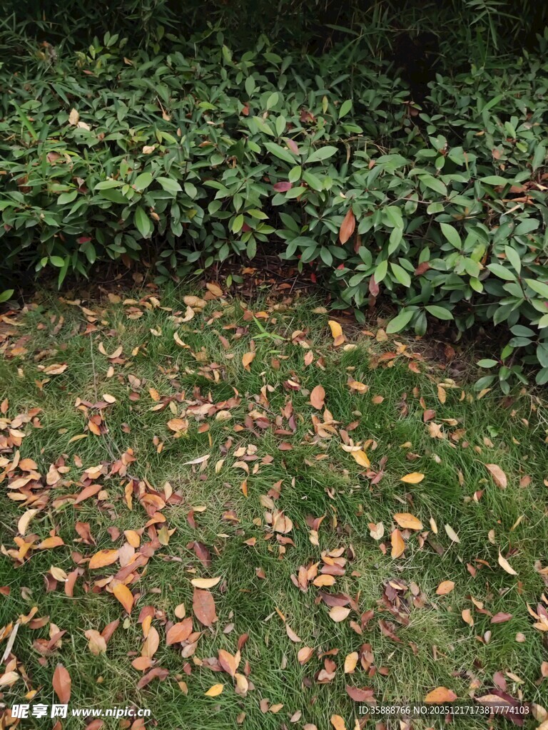 草地落叶与绿植景观