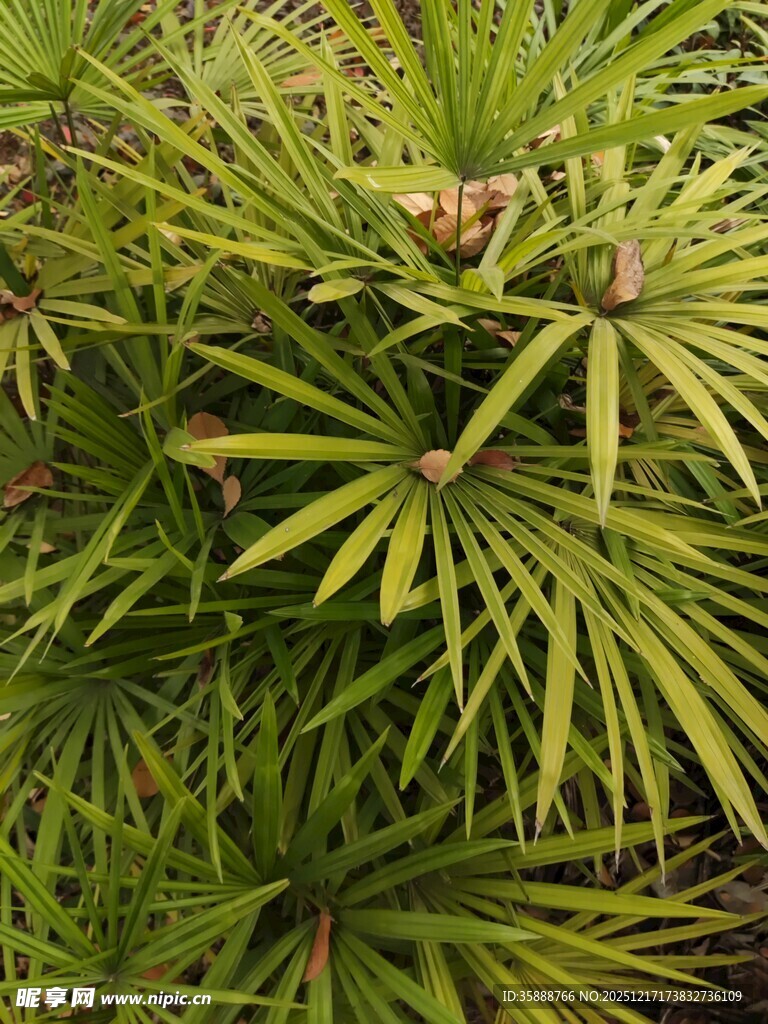 翠绿棕竹植物特写