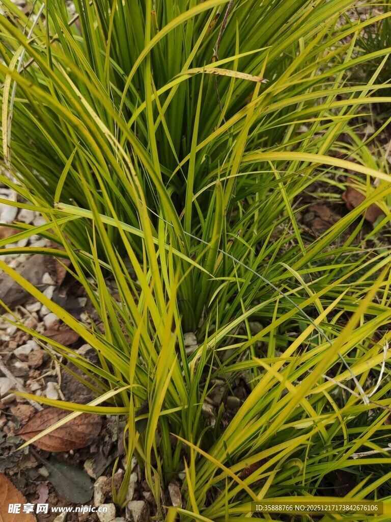 金黄细长叶片的绿植